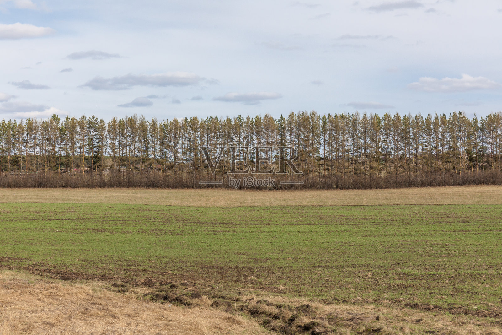 春天自然，森林景观。多云的天空,俄罗斯。有选择性的重点照片摄影图片