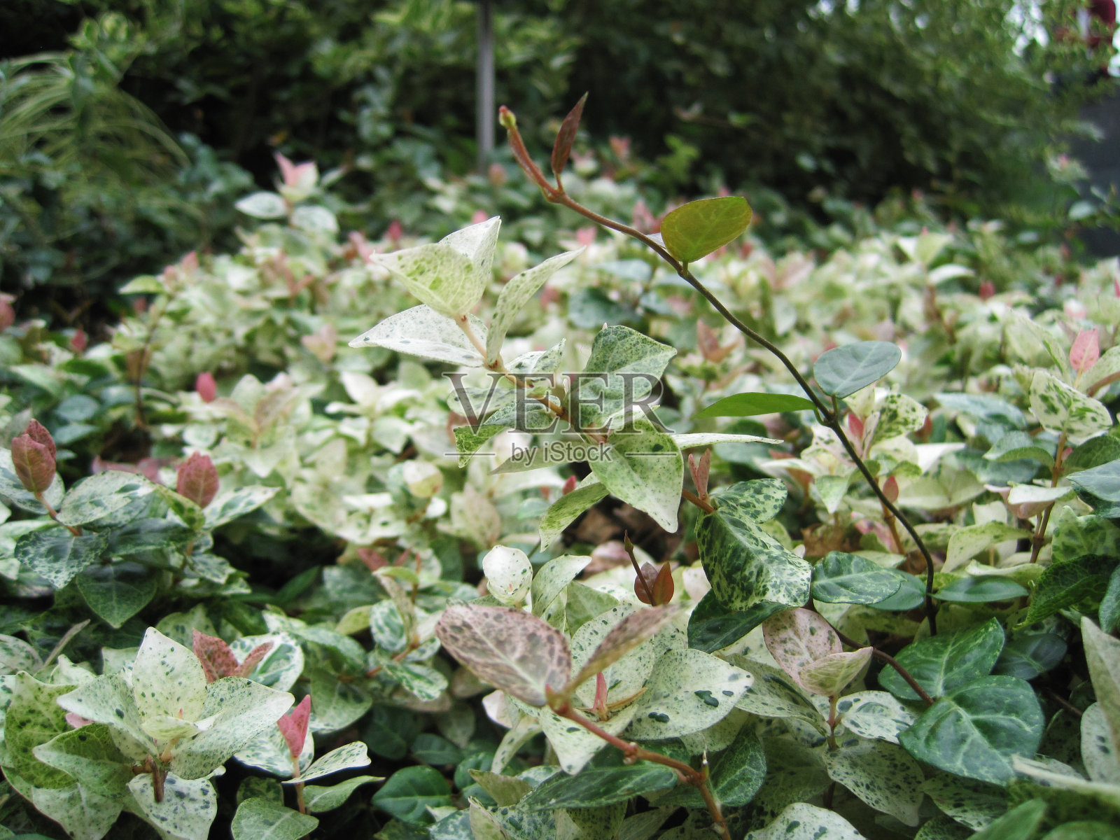 湿植物叶子特写镜头照片摄影图片