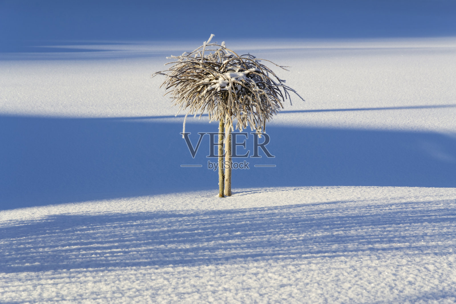树上结满了亮晶晶的白霜照片摄影图片