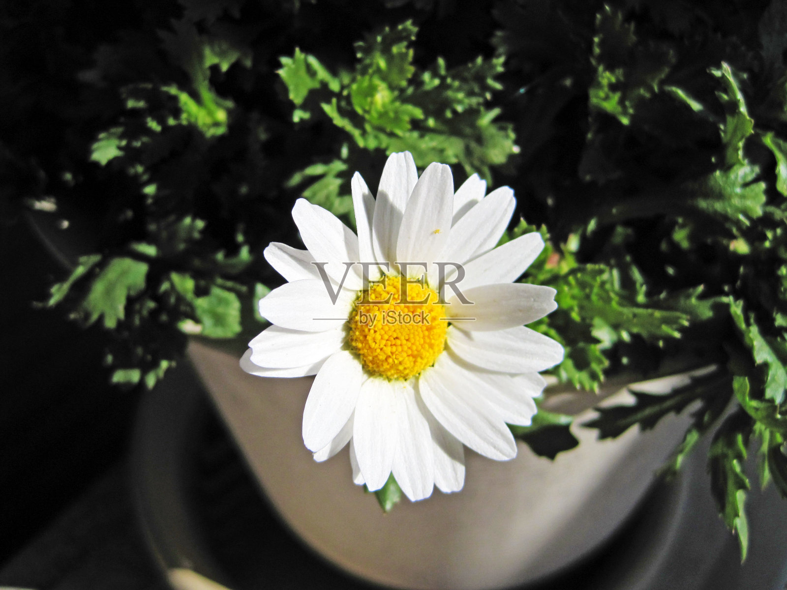 雪黛西照片摄影图片