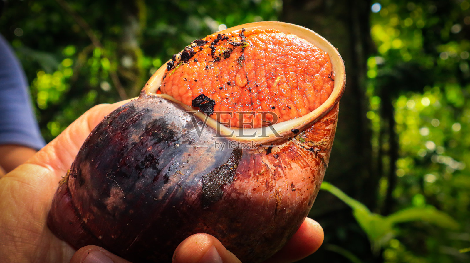 蜗牛照片摄影图片