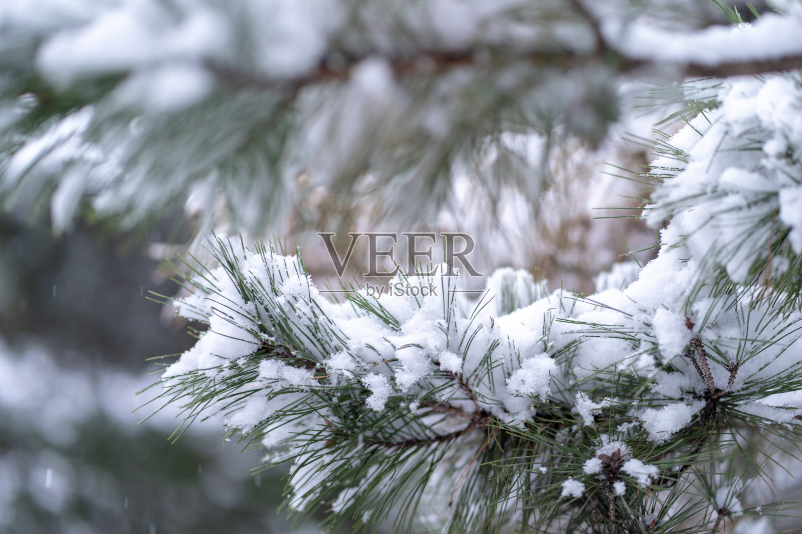 雪在韩国自然树照片摄影图片