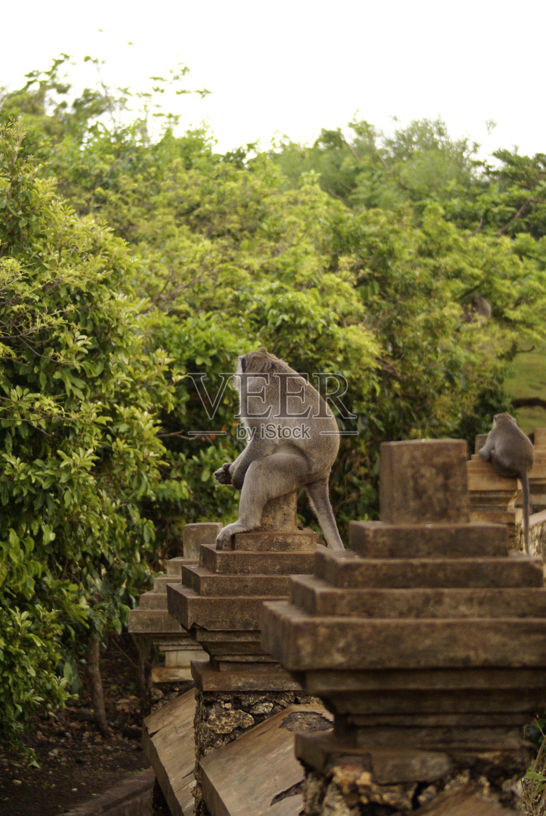 猴子照片摄影图片