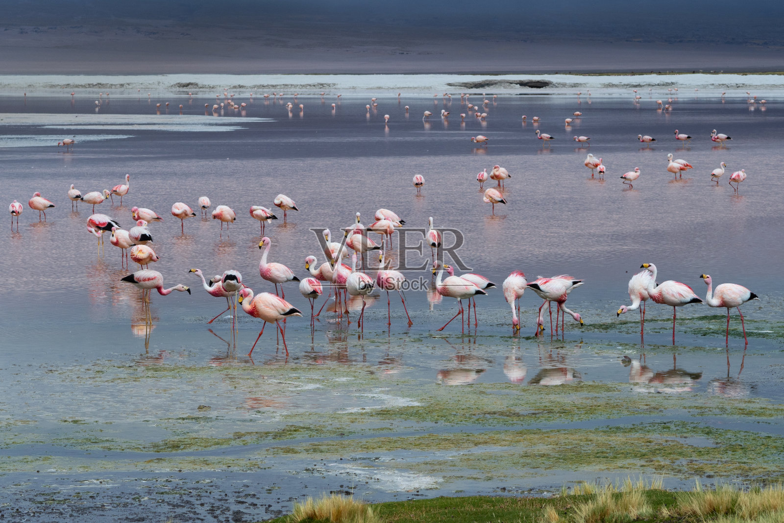 成群的火烈鸟在拉古纳科罗拉多在玻利维亚，南美洲，安第斯野生动物照片摄影图片