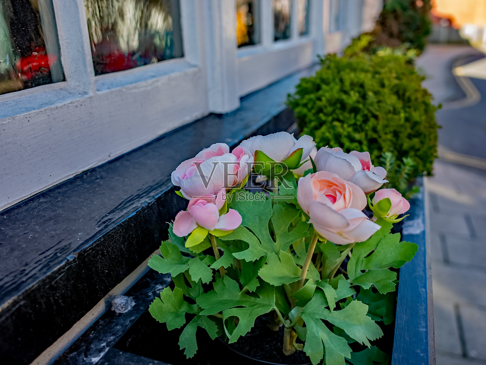 一个粉红色的花在一个窗户盒子在一个建筑物的室外窗台上的特写照片摄影图片