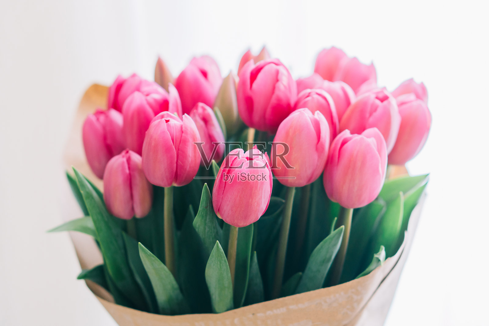 白色背景上的一束粉红色郁金香照片摄影图片