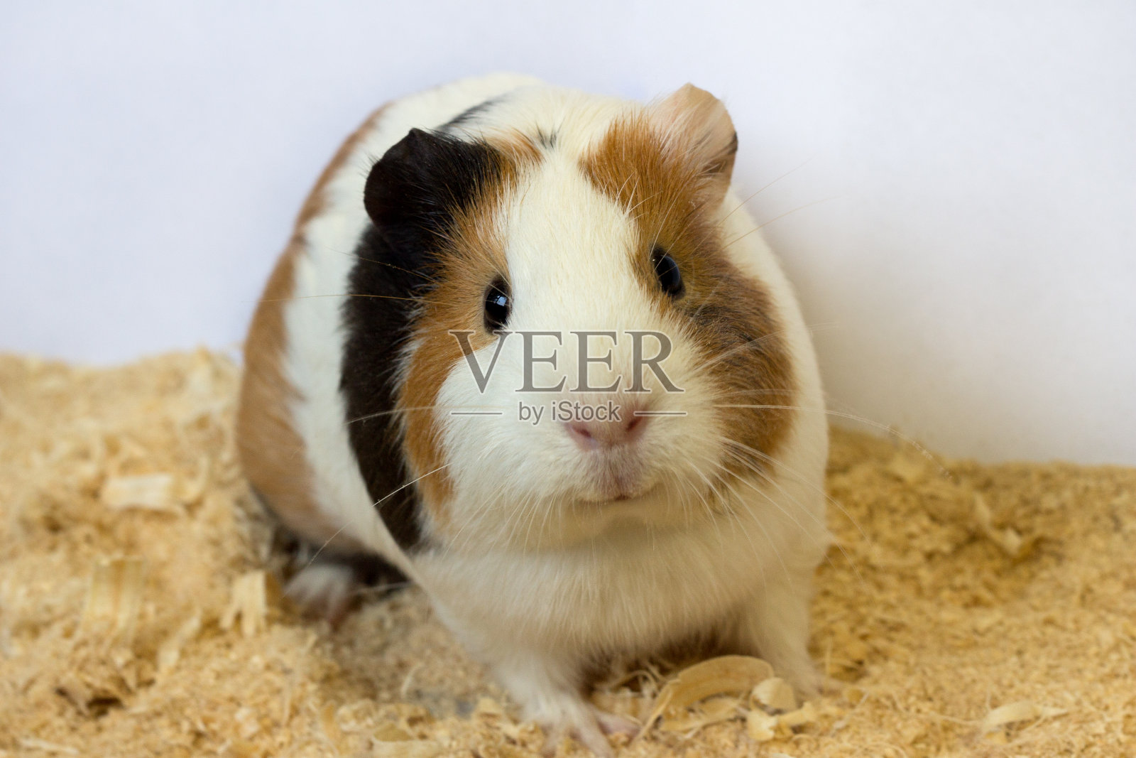 豚鼠坐在锯末上微笑着。照片摄影图片