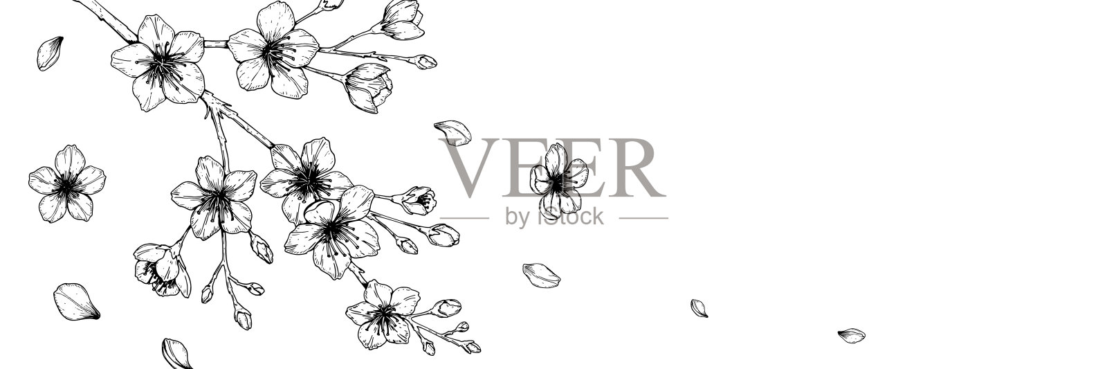 横旗与手绘的春天樱花素描风格。春季设计的卡片，横幅，信件，邀请，标题。文本的地方插画图片素材