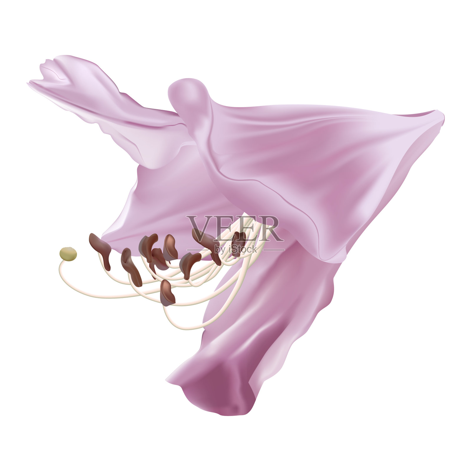 美丽的百合花孤立在白色的背景。插画图片素材