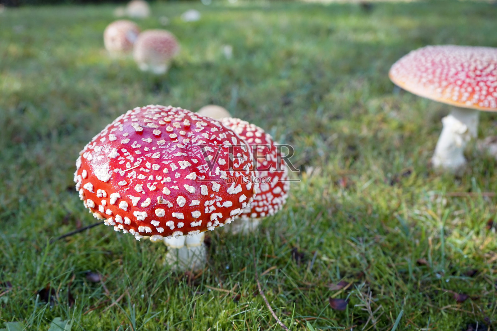 美国华盛顿的红色、五颜六色的野生蘑菇照片摄影图片