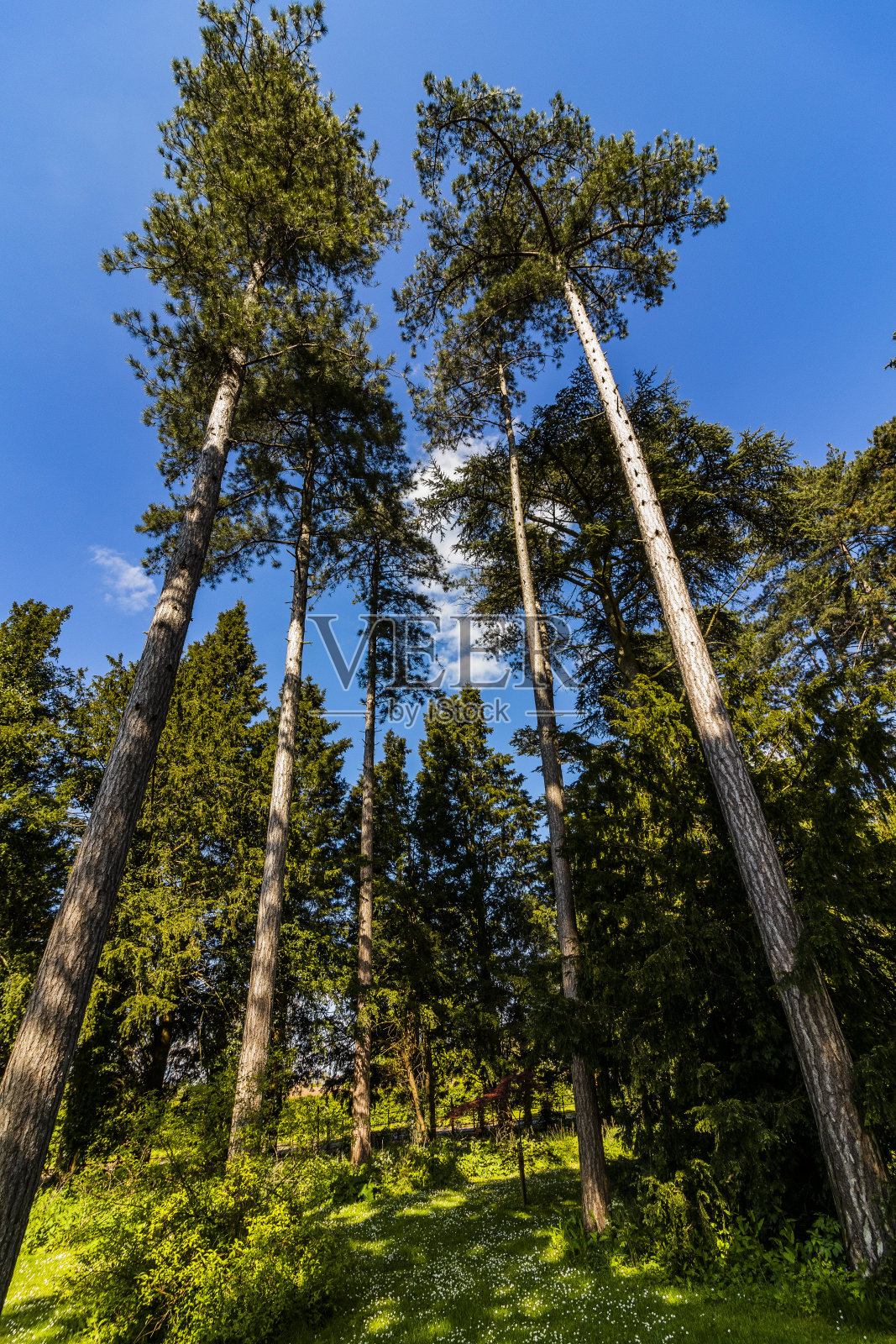 公园里草堂郁郁葱葱，夏日花园花草茂盛，夏日阳光明媚照片摄影图片