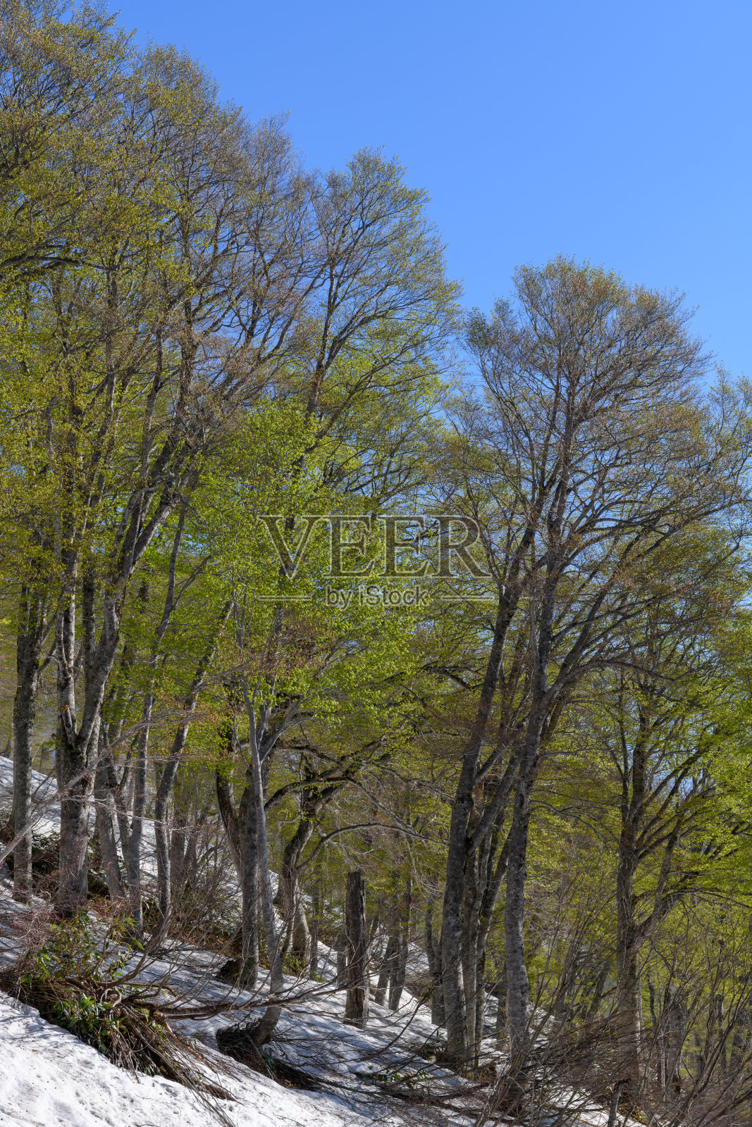 碧绿的日本爱竹山毛榉林照片摄影图片