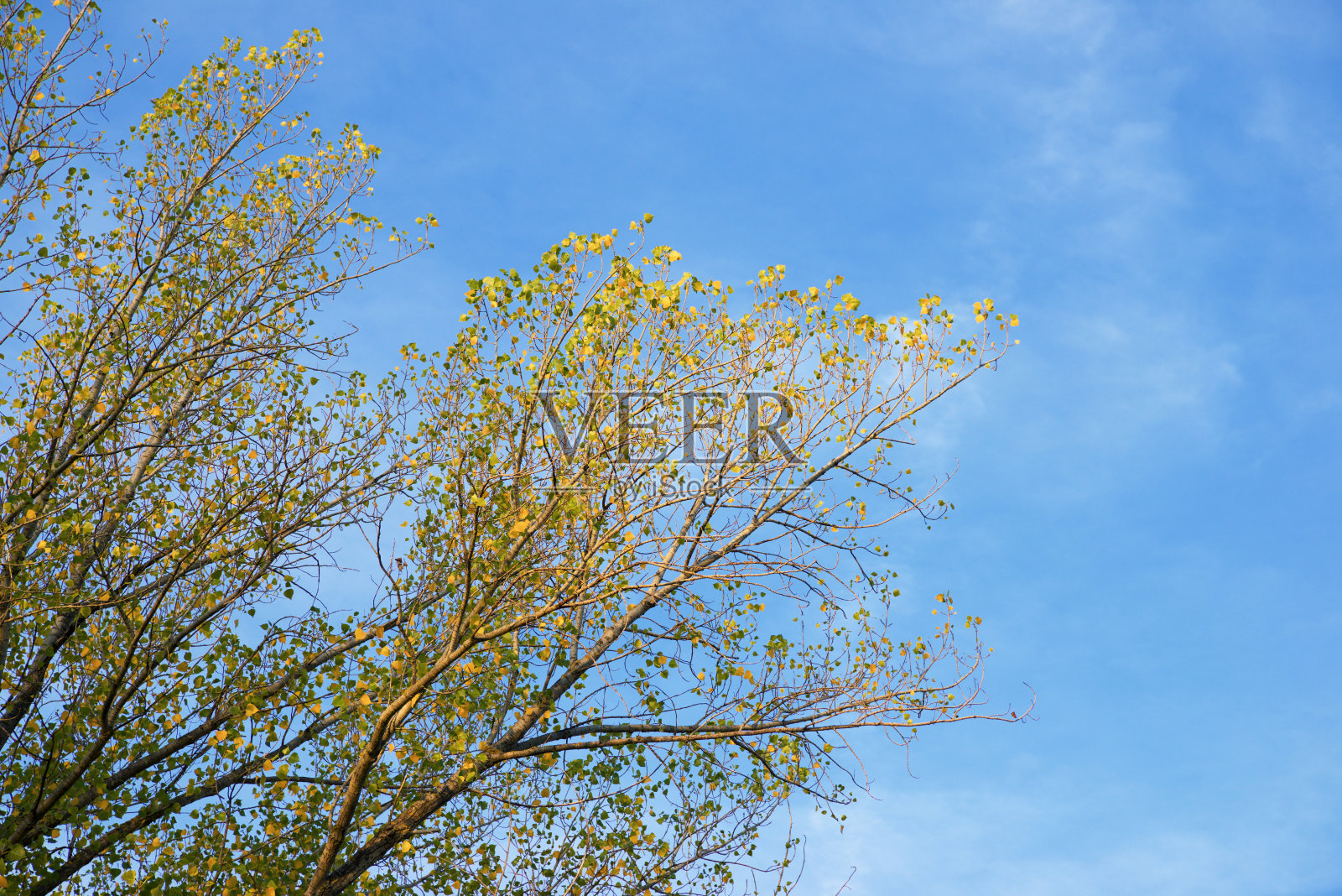 秋天的树照片摄影图片