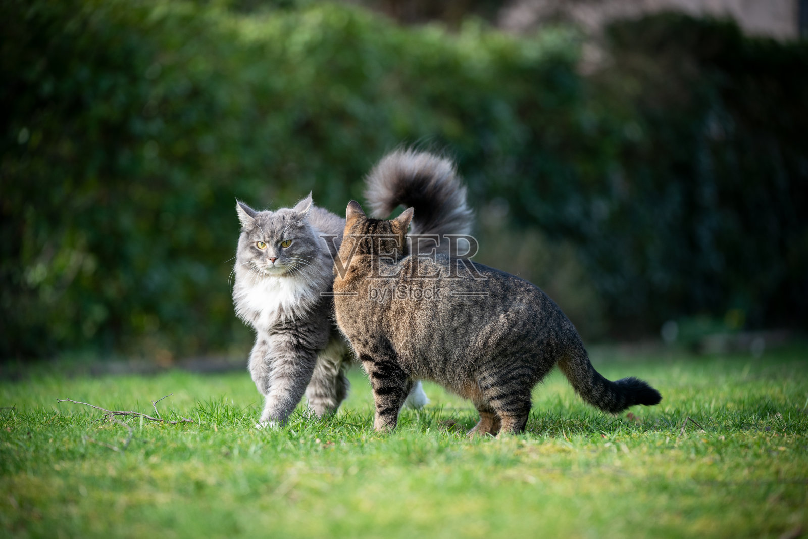 猫在户外照片摄影图片