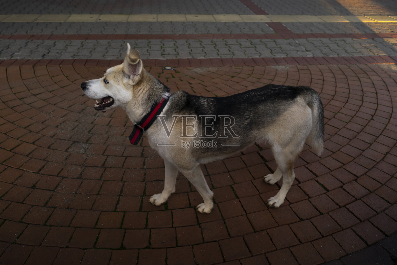 大街上的狗。照片摄影图片