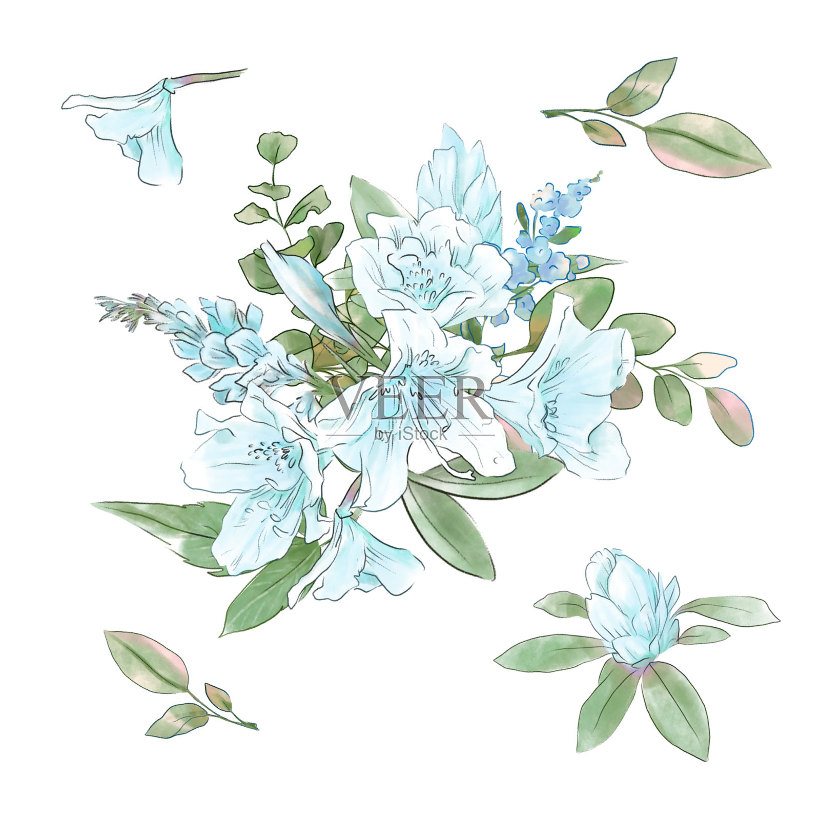 一大批娇嫩的玫瑰水彩画品质超群。插画图片素材