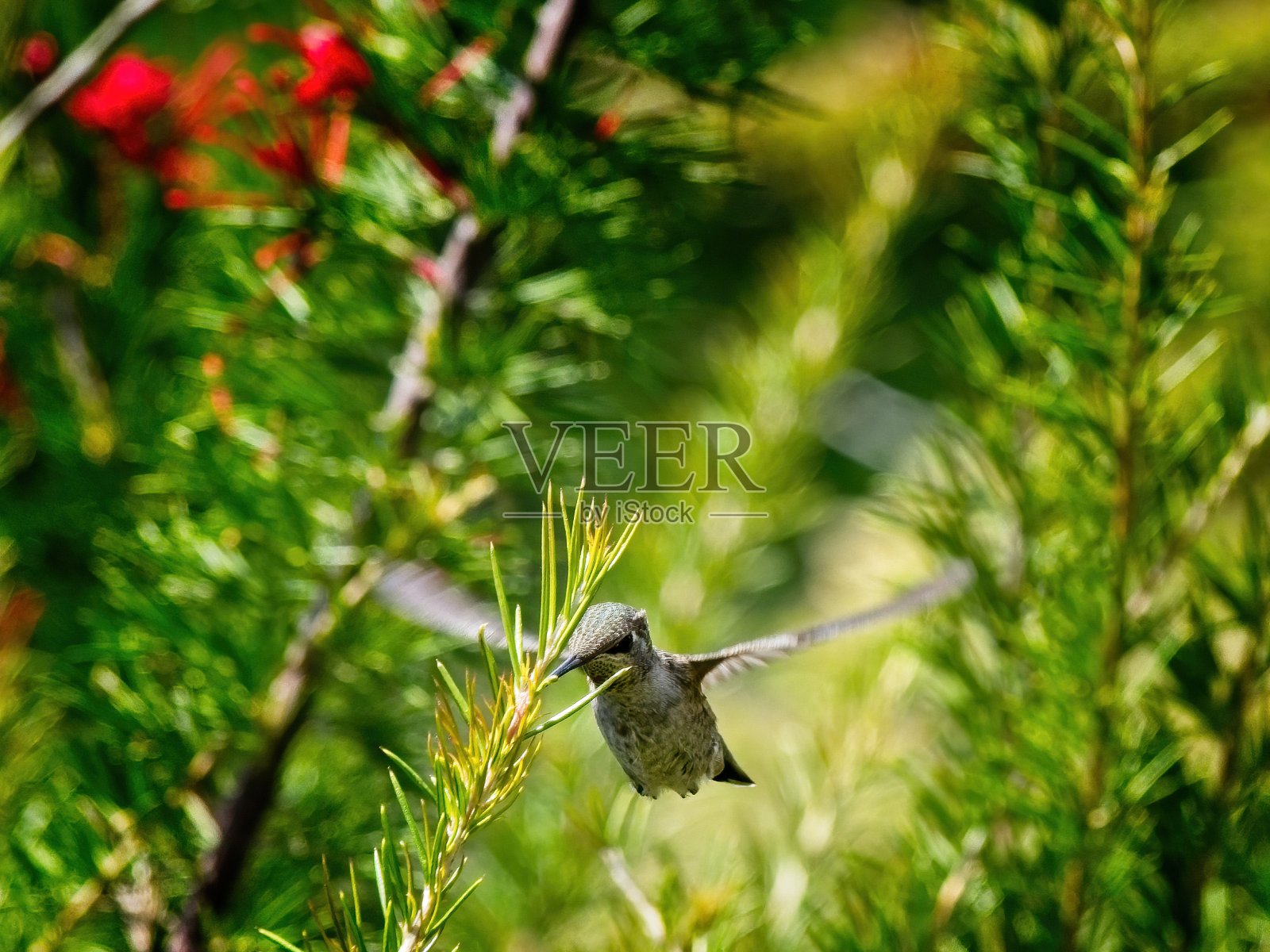 安娜的蜂鸟喂食照片摄影图片