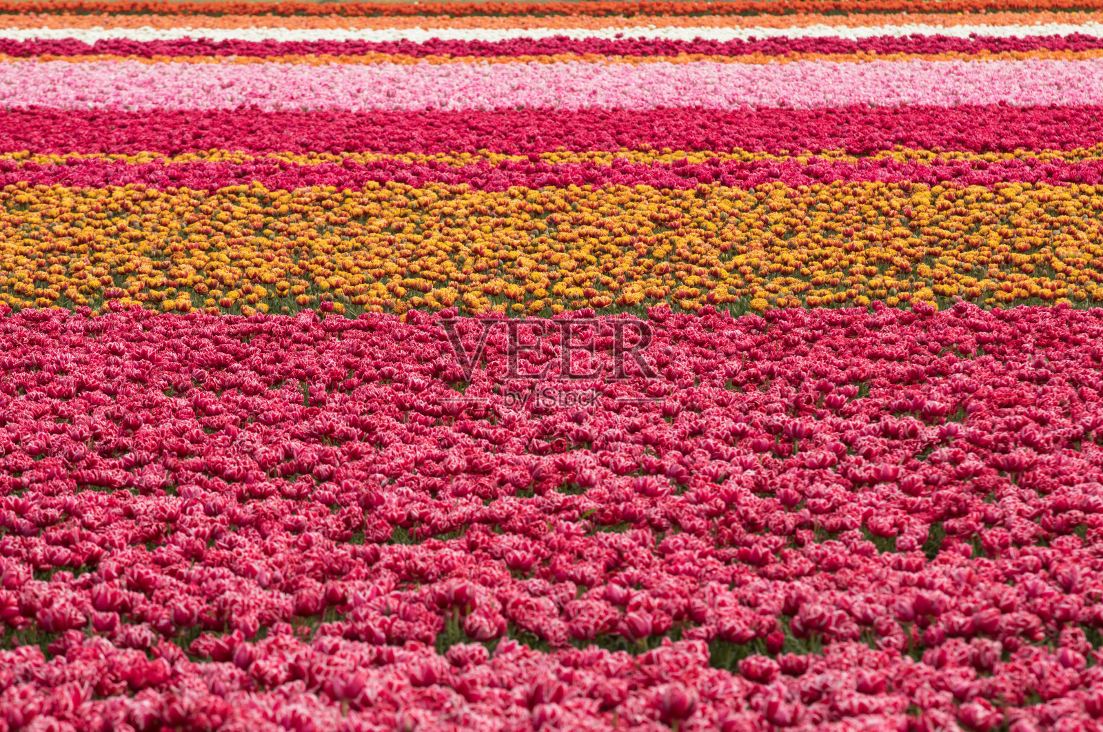 荷兰南荷兰的郁金香田照片摄影图片