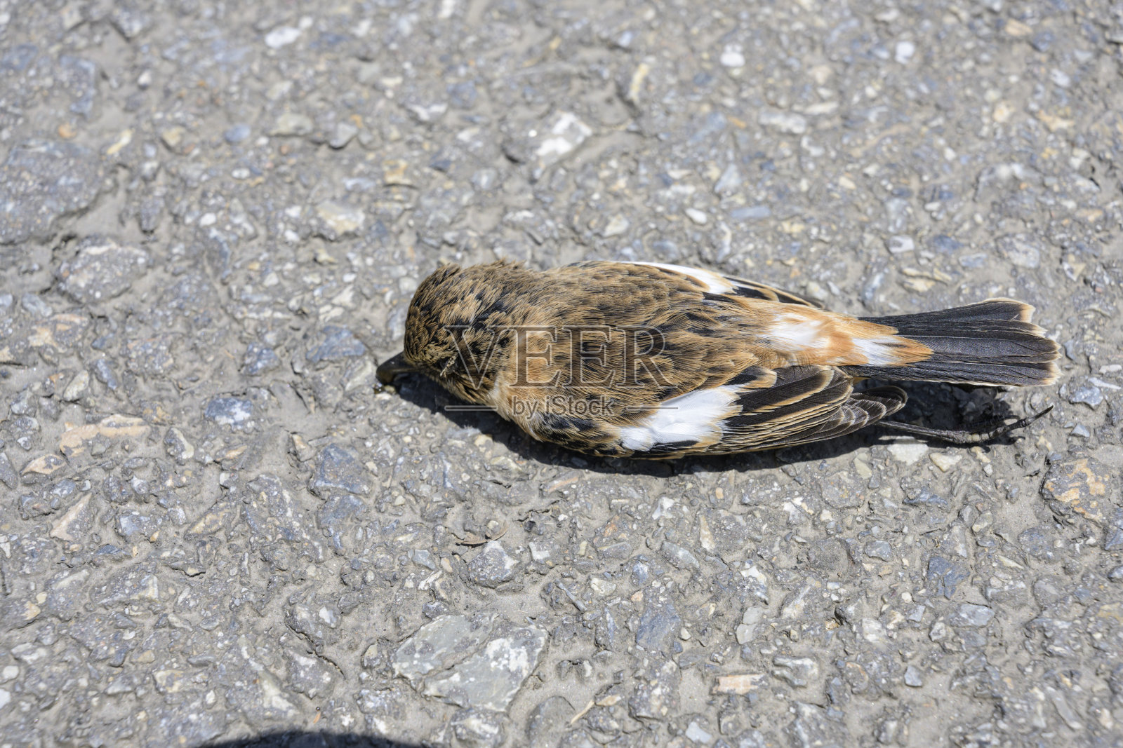 街上的死麻雀照片摄影图片