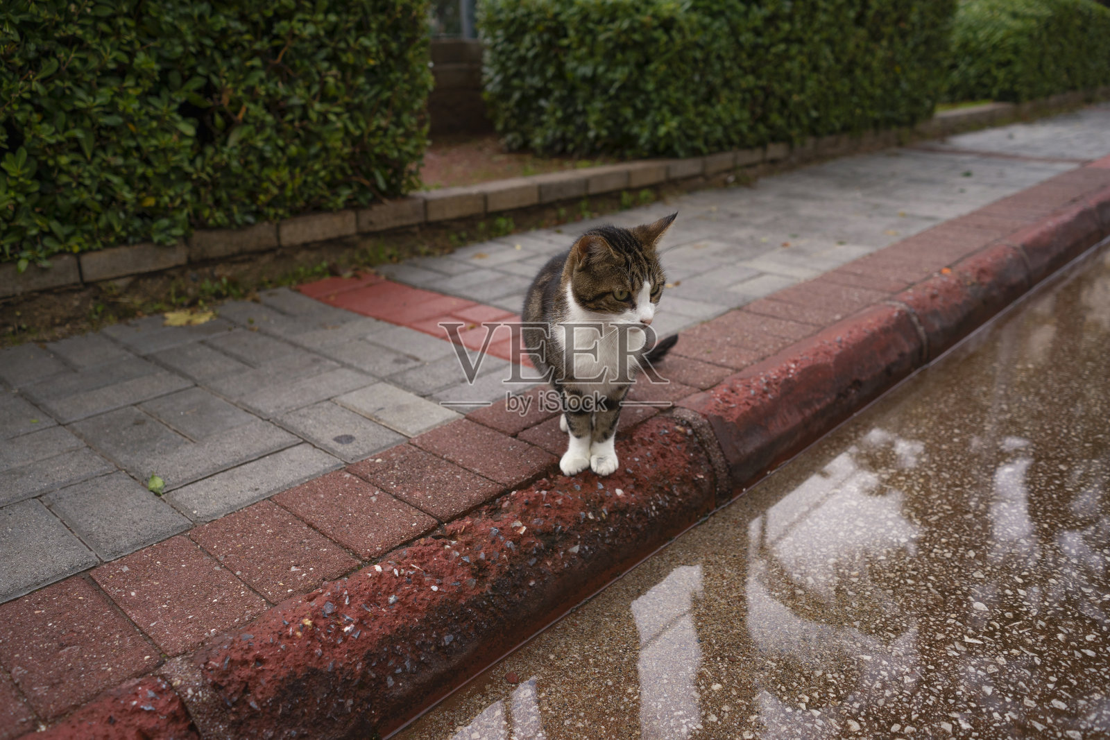 小的猫。照片摄影图片