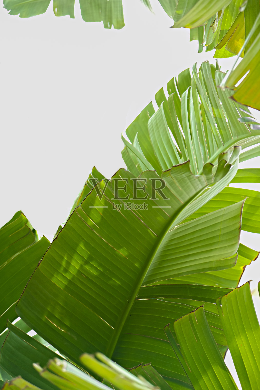 大的绿色棕榈叶在明亮的背景上。新鲜的概念。照片摄影图片