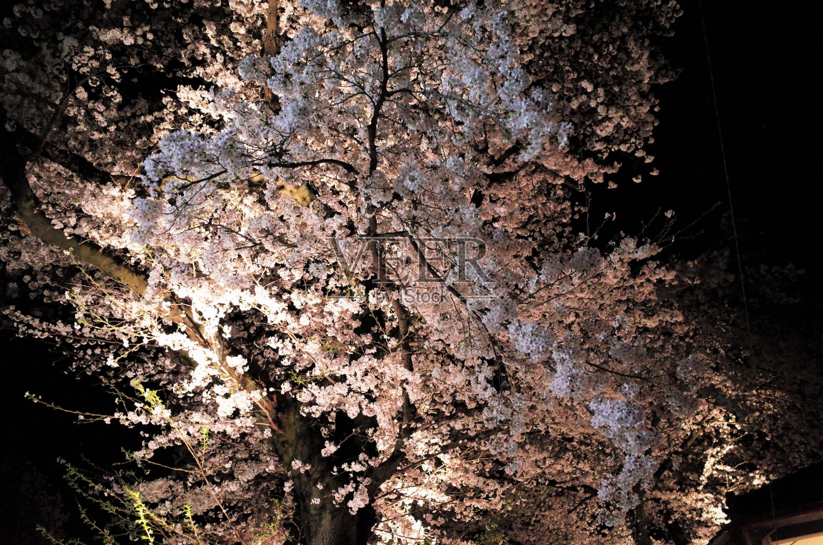 [是]美丽的照明，夜晚樱花闪耀着粉红色的颜色。群马县富冈丝厂的日本春天照片摄影图片