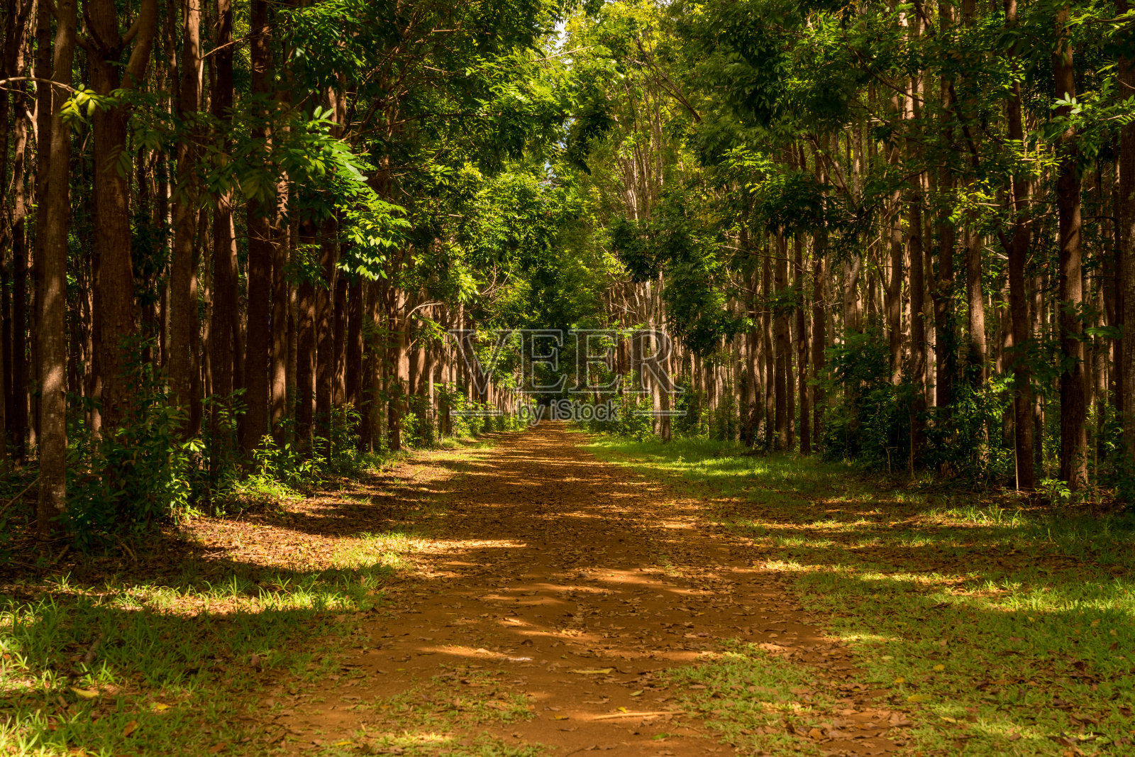 夏威夷考艾岛的红木种植园和Wai Koa Loop小径照片摄影图片