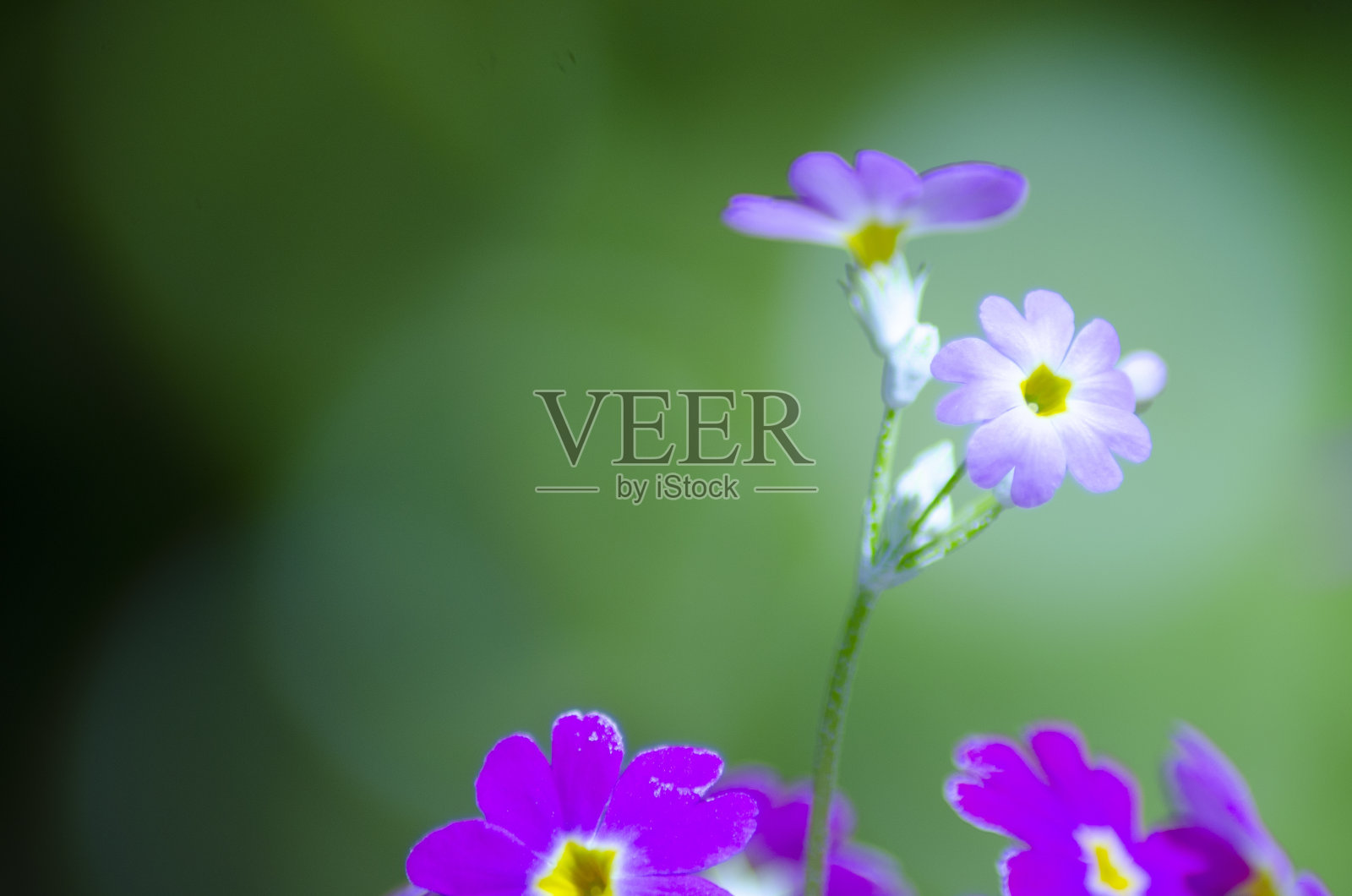 日本美丽的樱草花盛开了照片摄影图片