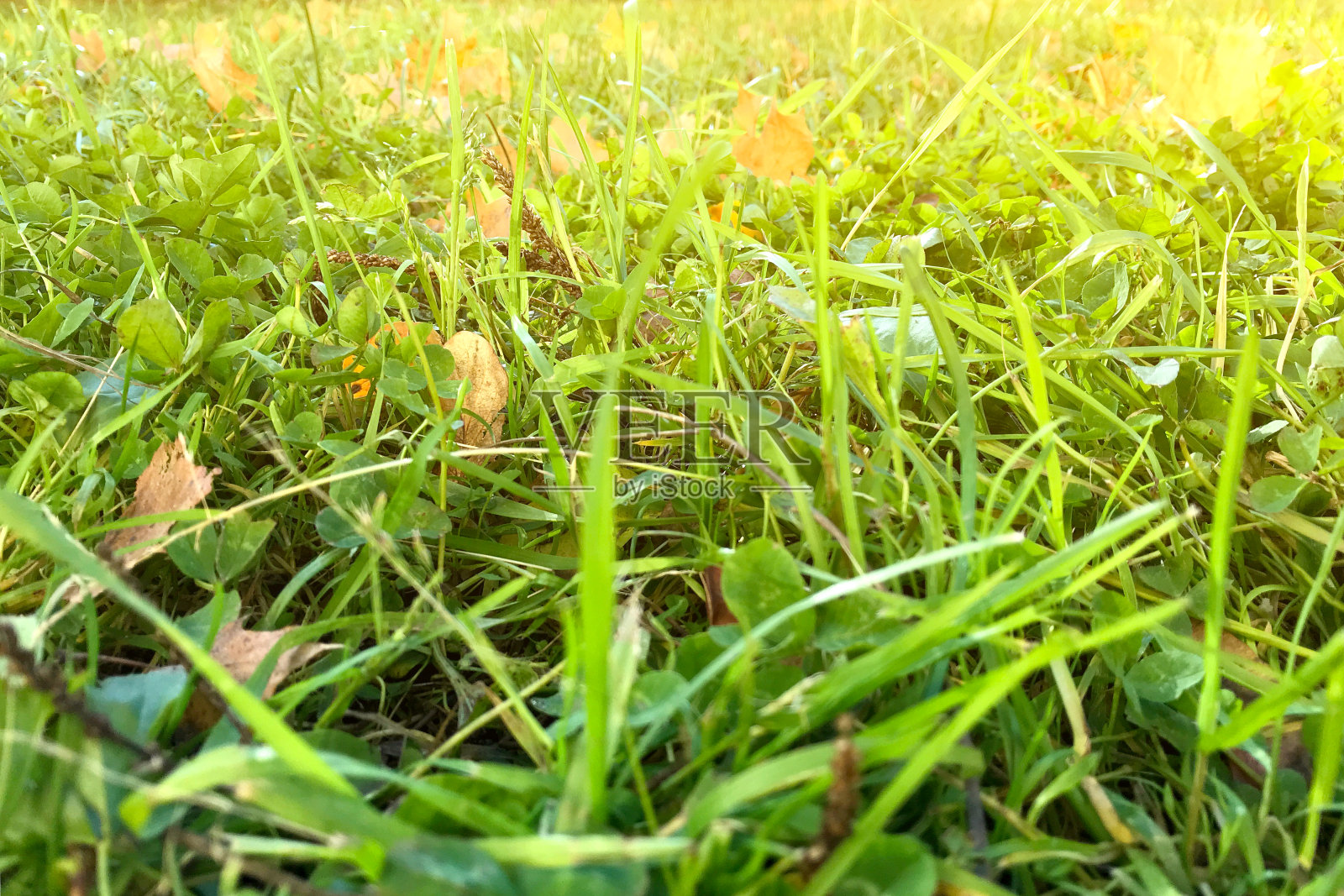 色调的特写草地毯与秋天的叶子在阳光下。有选择性的重点照片摄影图片