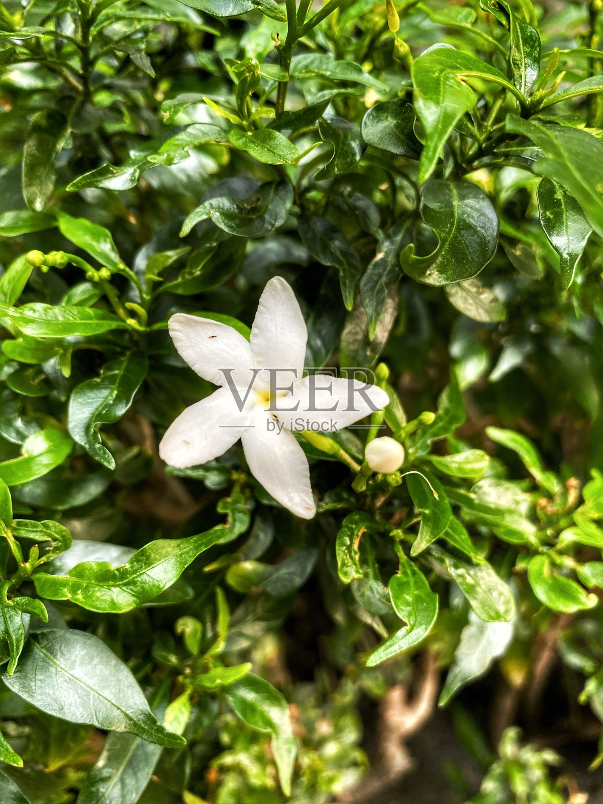 无名白花近了照片摄影图片