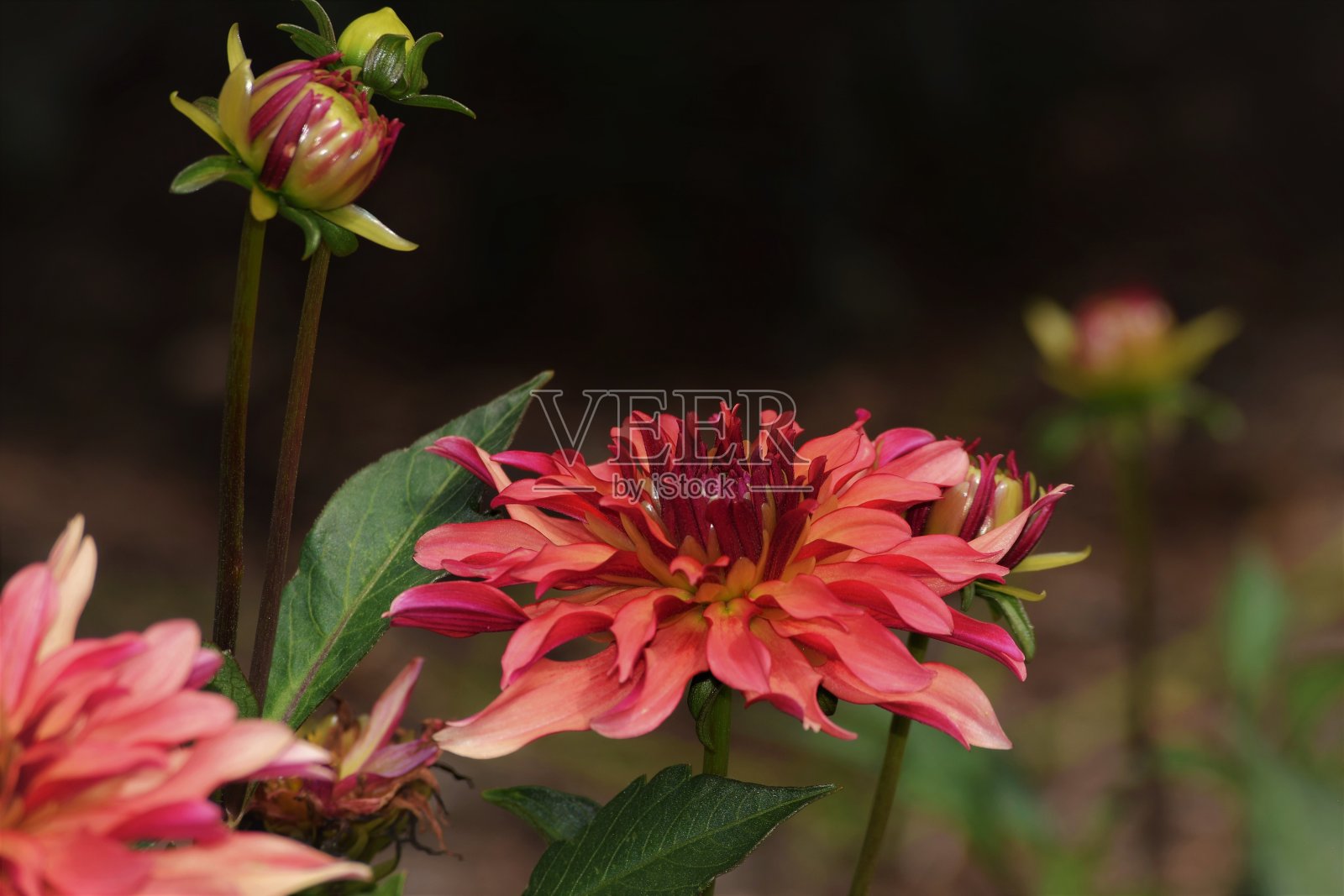 红色大丽照片摄影图片