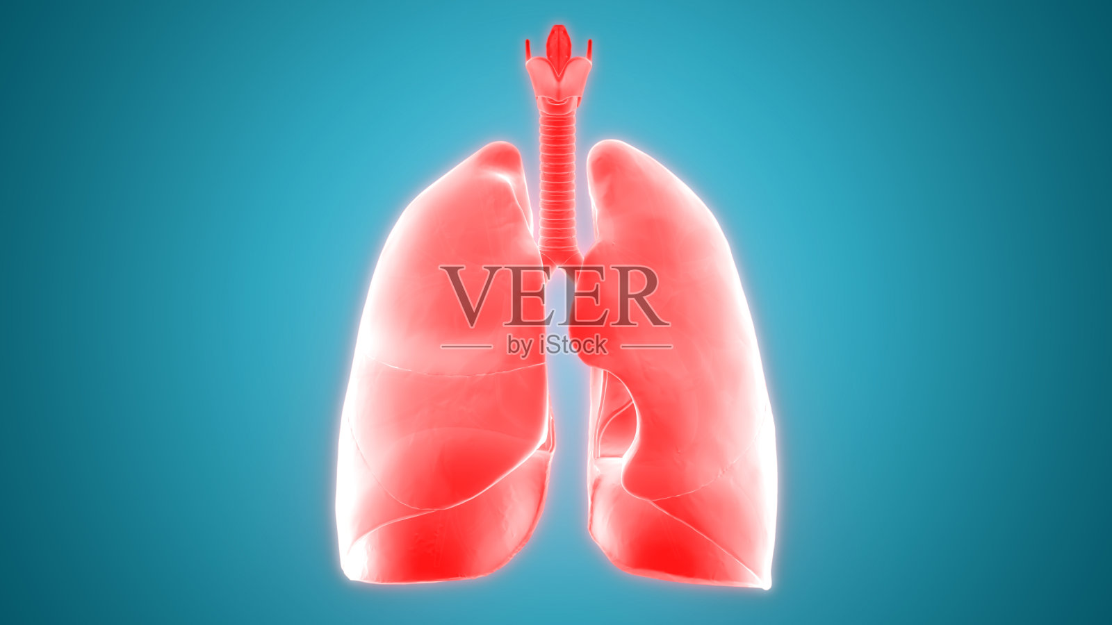人体呼吸系统及肺解剖学照片摄影图片