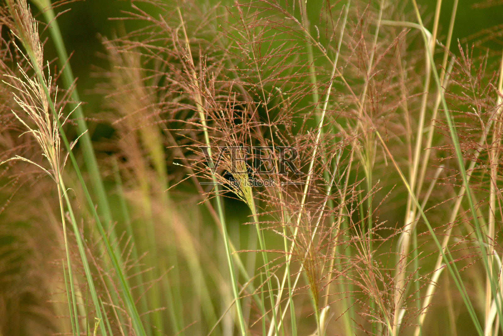 花从纳米比亚照片摄影图片