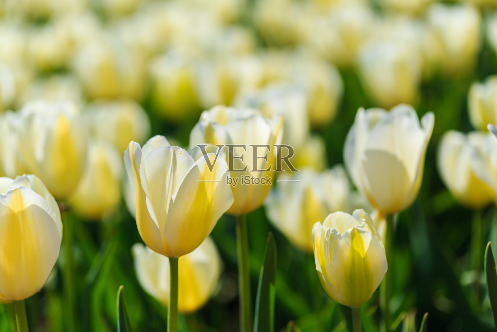 美丽的橙色郁金香。春花在户外盛开照片摄影图片