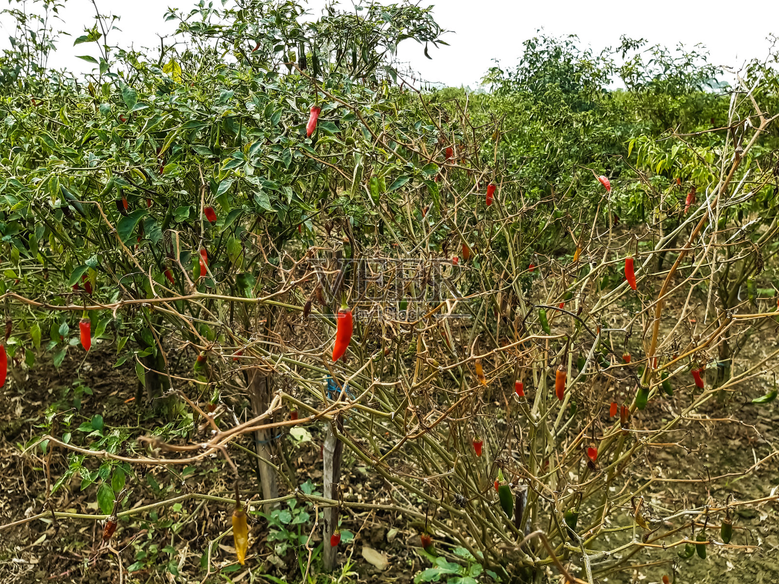成熟的辣椒颜色红，在绿色的树上和绿色的背景。照片摄影图片