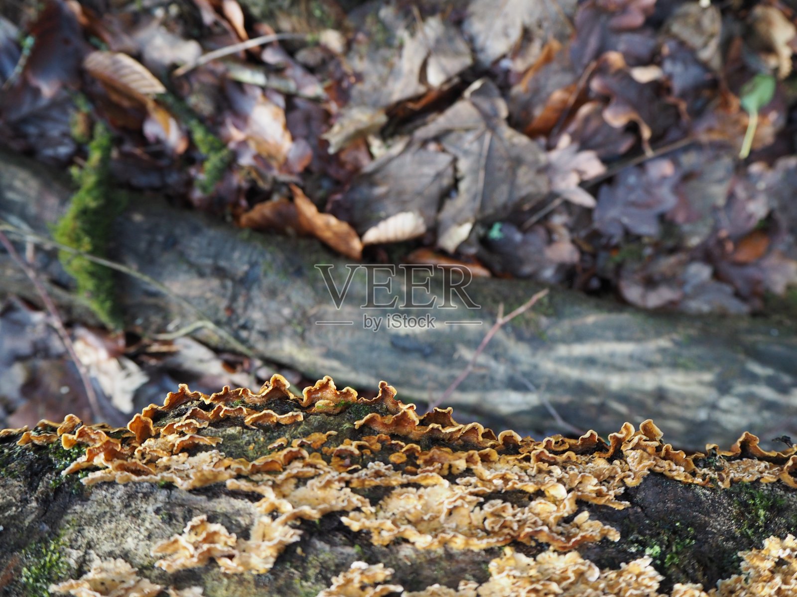 真菌，野生蘑菇和苔藓照片摄影图片