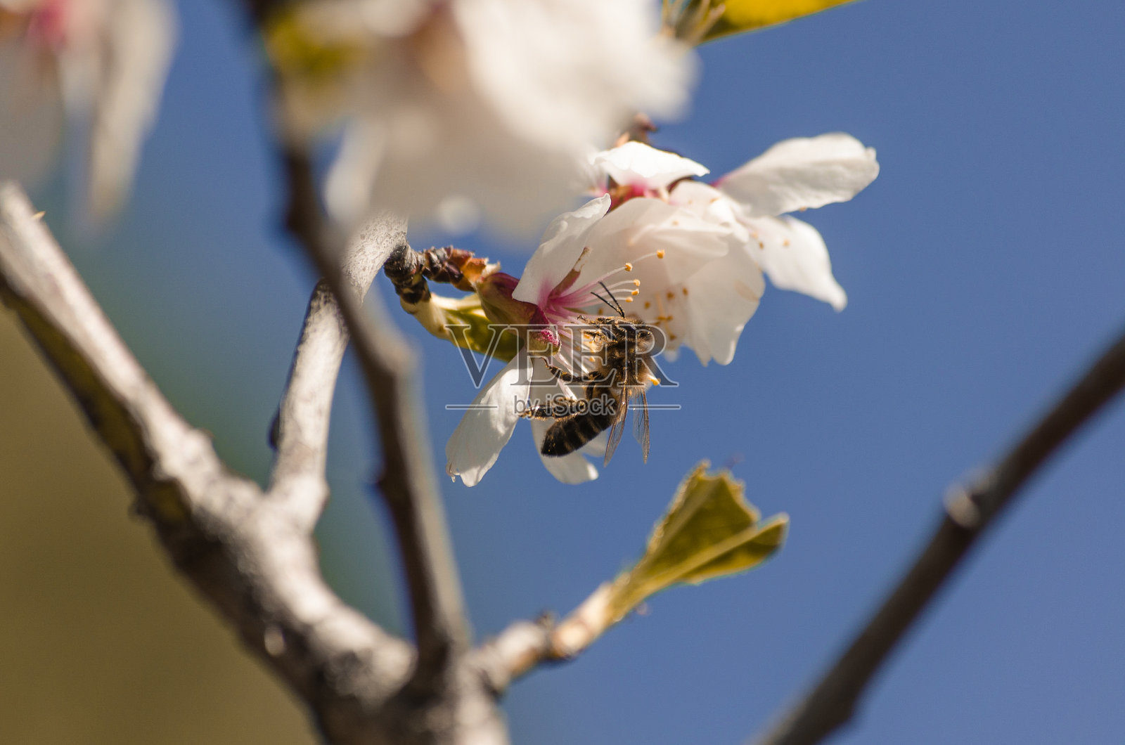蜜蜂为杏花授粉照片摄影图片