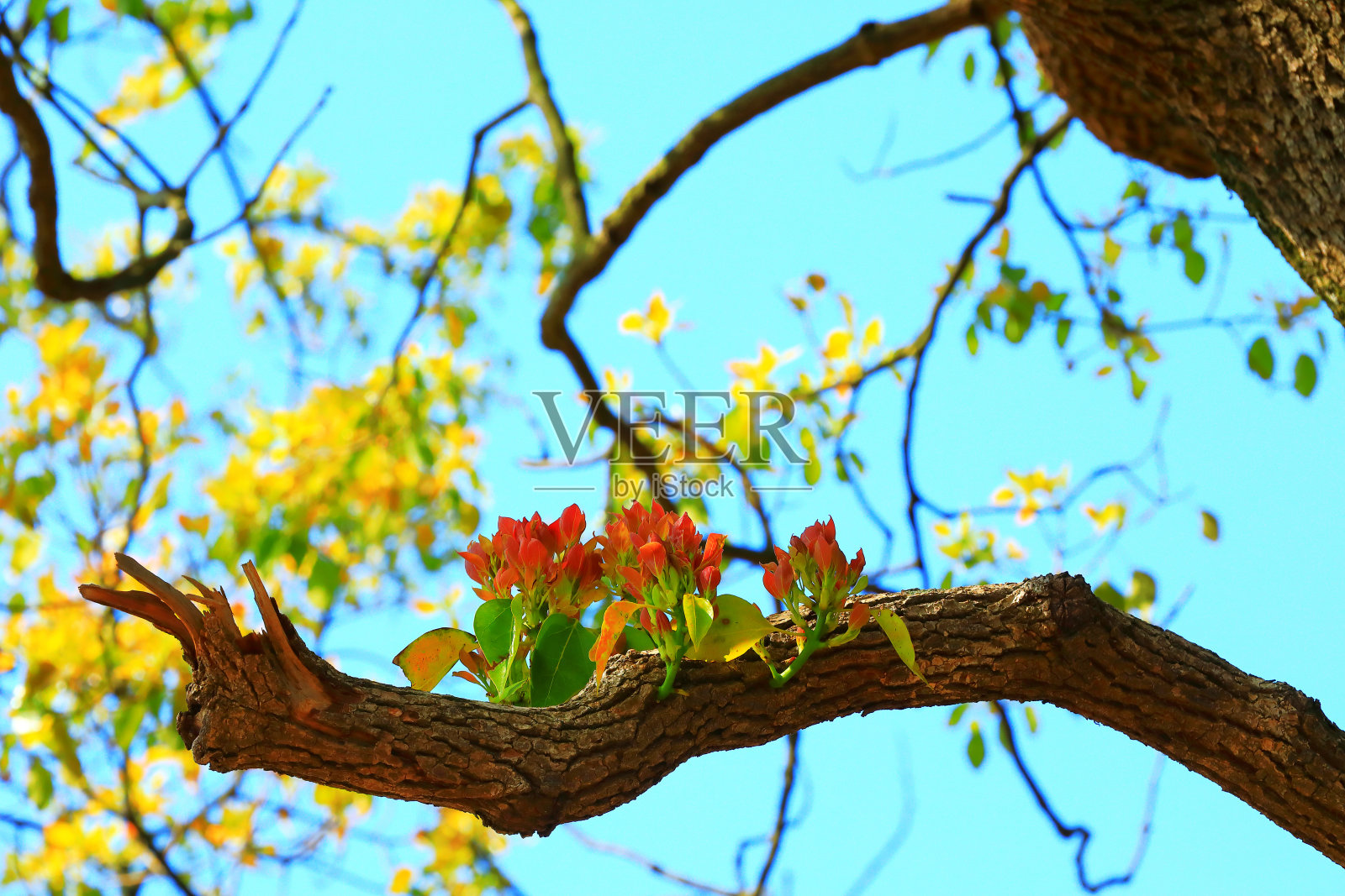芽，叶，树，春天，照片摄影图片
