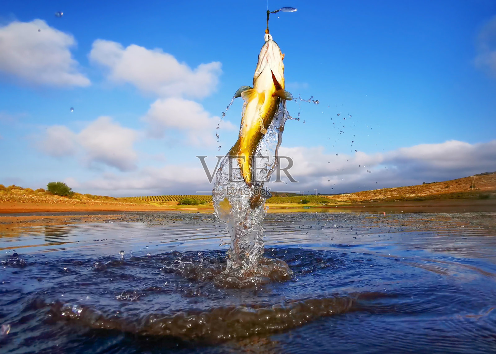 南非美丽湖泊中的钓鲈鱼照片摄影图片