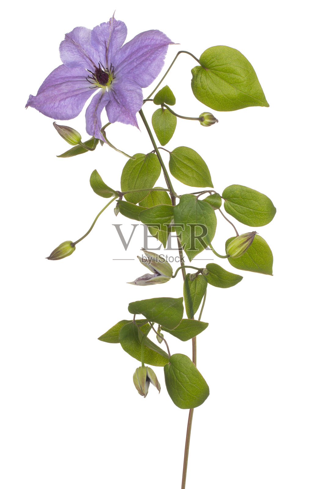 花孤立照片摄影图片