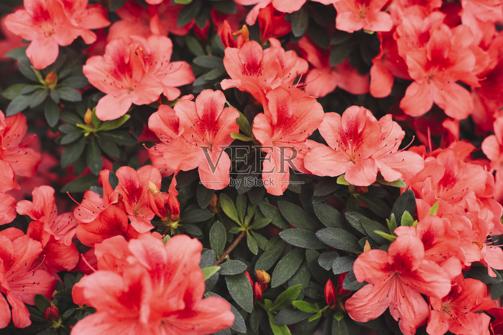 杜鹃花，粉红色的杜鹃花在公园里盛开照片摄影图片