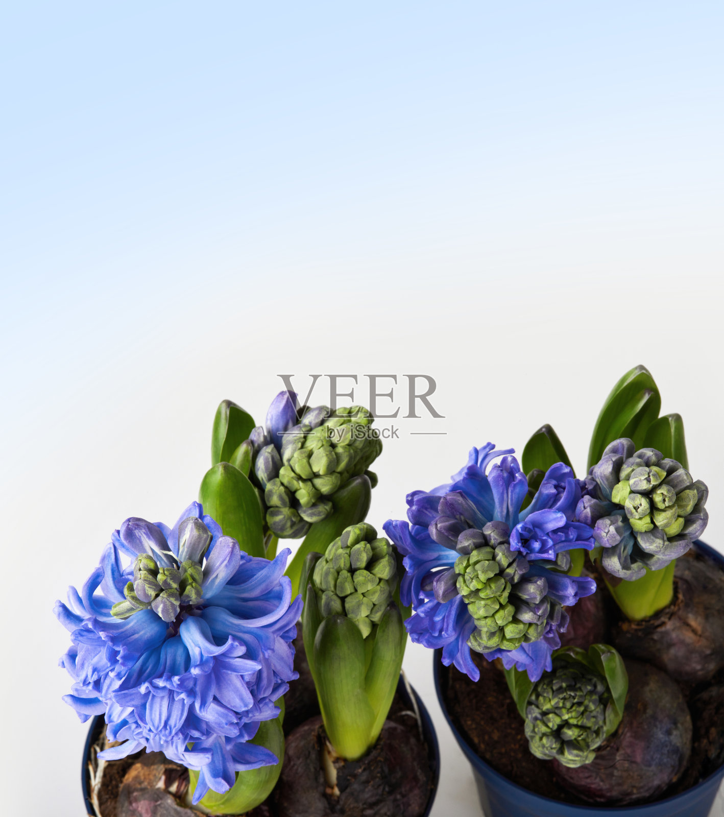 盆中盛开的蓝色风信子花照片摄影图片