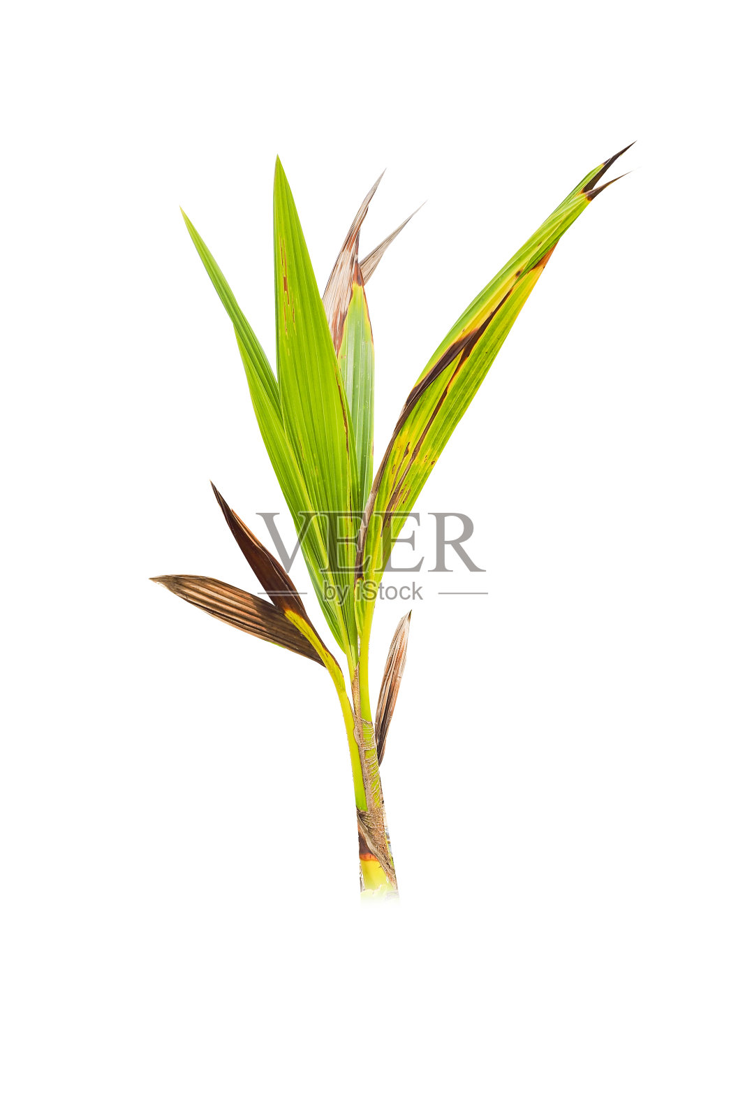 在白色背景上孤立的椰子树幼苗照片摄影图片