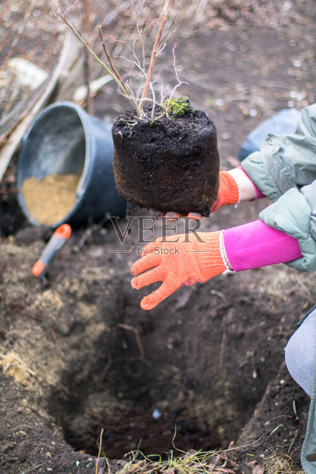 农场植树，幼苗培土照片摄影图片