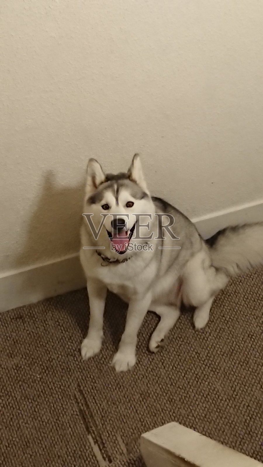 爱斯基摩人1照片摄影图片