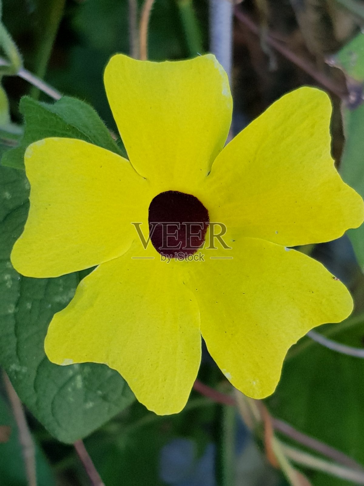 黄色的花照片摄影图片