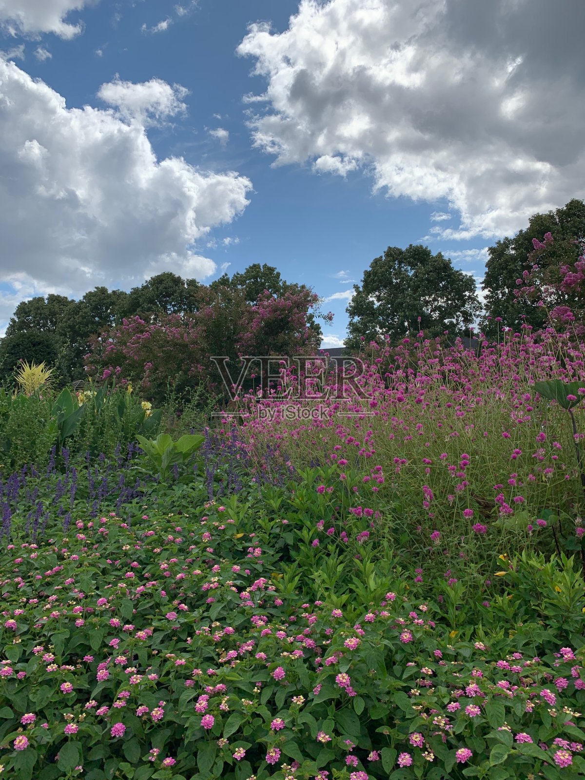 花园里有色彩柔和的花照片摄影图片