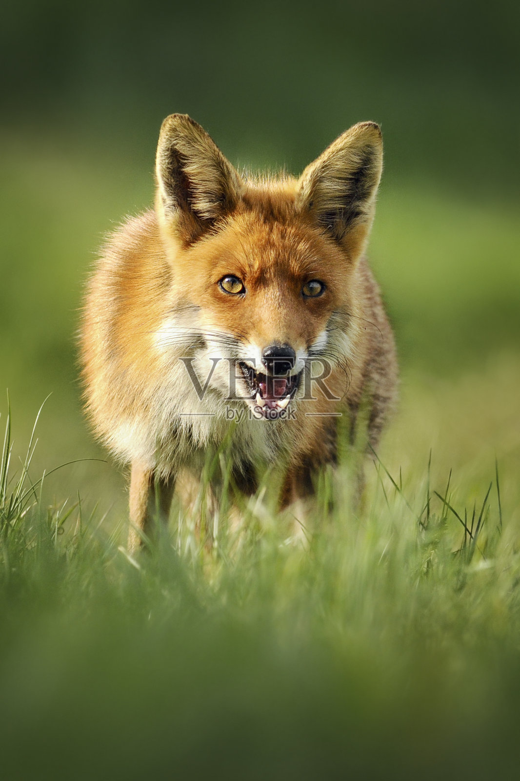 聪明的狐狸在自然栖息地。照片摄影图片