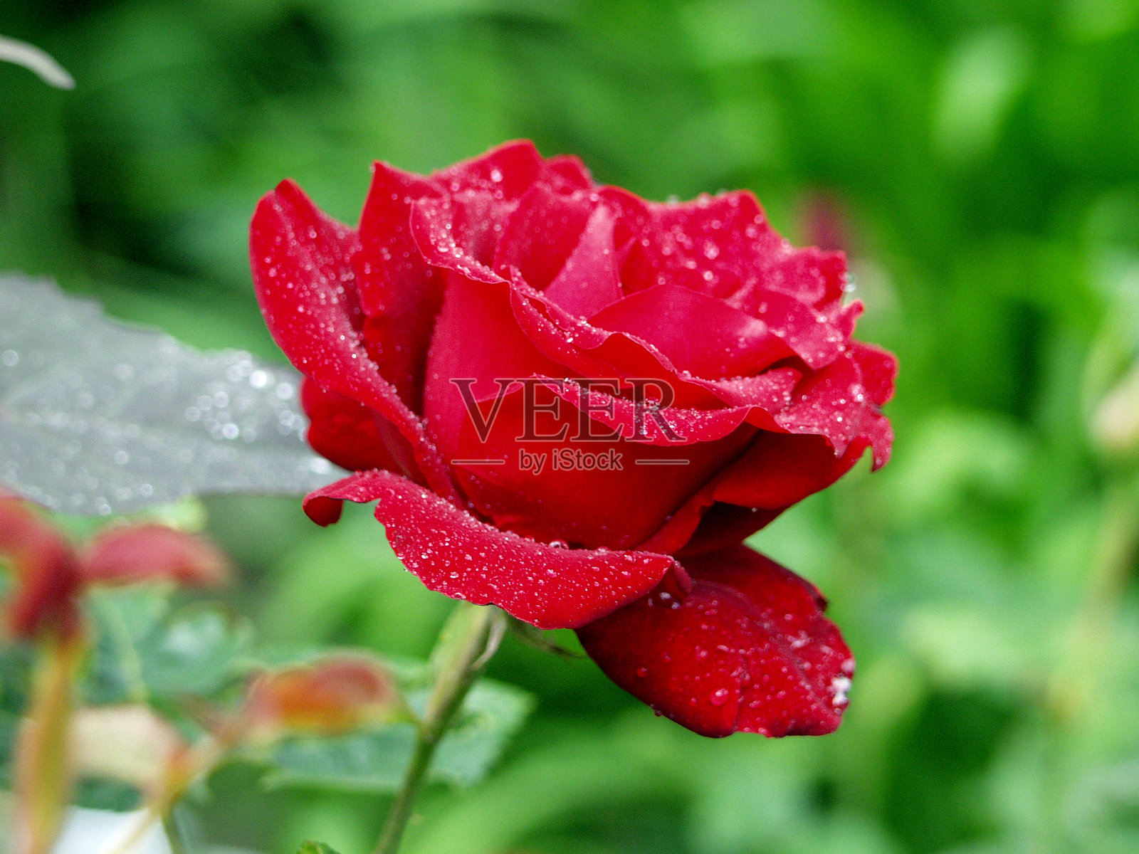 花园里的红玫瑰照片摄影图片