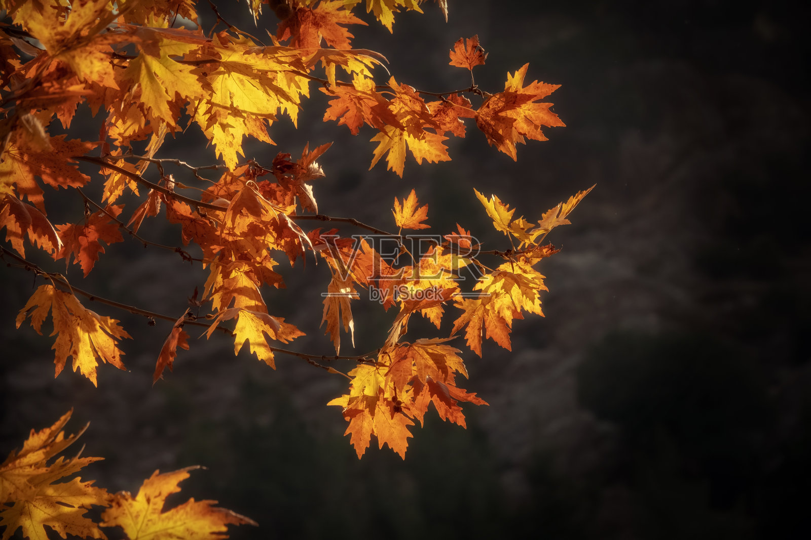 树木，树叶和森林小径照片摄影图片